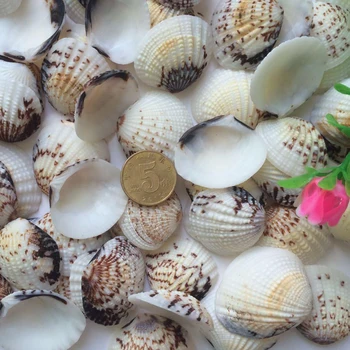HappyKiss 50pcs/lot Naturale shell mici scoica sallei derlook yangtz rezervor de pește acvariu decor 2-3cm