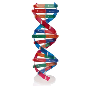 ADN-ul uman Modele de Dublu Helix Știință Jucării Popularizarea Predare-Învățare, de Educație Pentru Copii
